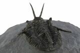 Devil Horned Cyphaspis Walteri Trilobite - Mrakib, Morocco #312261-5